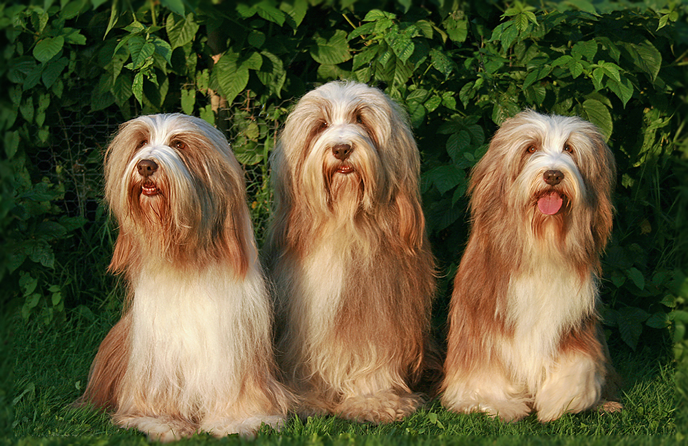 Bearded collie hot sale kennel